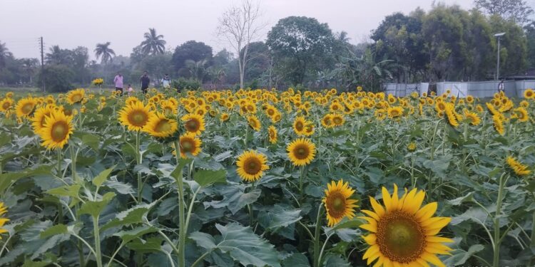 Charilam Sunflower Orchard Draws Viral Tourist Rush