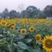 Charilam Sunflower Orchard Draws Viral Tourist Rush
