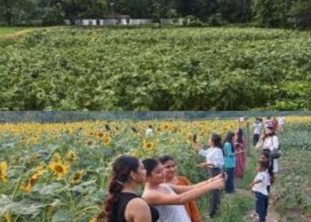 Storm Wrecks Popular Sunflower Garden in Tripura