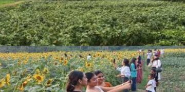 Storm Wrecks Popular Sunflower Garden in Tripura
