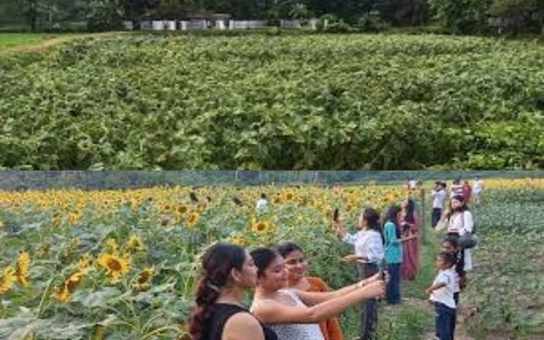 Storm Wrecks Popular Sunflower Garden in Tripura
