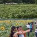 Storm Wrecks Popular Sunflower Garden in Tripura