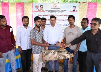Piglet Distribution Scheme Boosts Rural Livelihoods