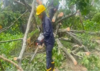 Traffic Hit After Tree Falls on National Highway