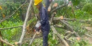 Traffic Hit After Tree Falls on National Highway