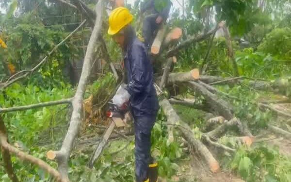 Traffic Hit After Tree Falls on National Highway