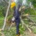 Traffic Hit After Tree Falls on National Highway