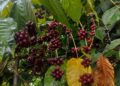From the Hills of Jampui to Coffee Cups Beyond: Tripura’s Emerging Brew Finds New Recognition