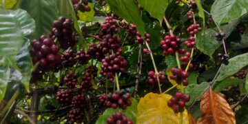 From the Hills of Jampui to Coffee Cups Beyond: Tripura’s Emerging Brew Finds New Recognition