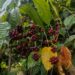 From the Hills of Jampui to Coffee Cups Beyond: Tripura’s Emerging Brew Finds New Recognition