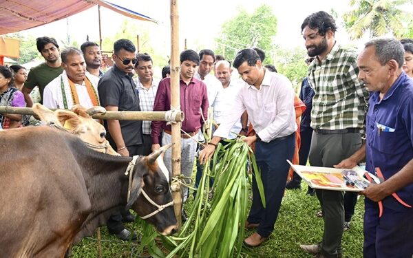FMD Vaccination Drive Begins in Tripura