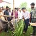 FMD Vaccination Drive Begins in Tripura