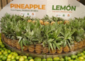 Tripura’s Queen pineapples score big in Dubai market