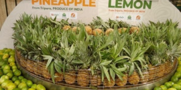 Tripura’s Queen pineapples score big in Dubai market