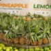 Tripura’s Queen pineapples score big in Dubai market