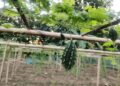 Kalyanpur Farmers Reap Higher Returns with Dhruva 81 Bitter Gourd