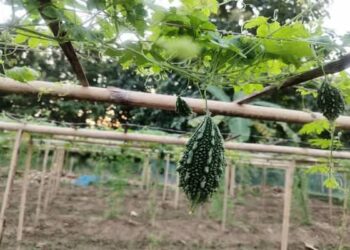 Kalyanpur Farmers Reap Higher Returns with Dhruva 81 Bitter Gourd