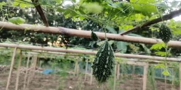 Kalyanpur Farmers Reap Higher Returns with Dhruva 81 Bitter Gourd