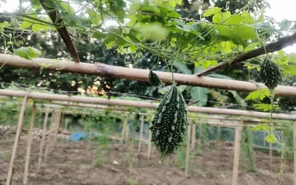 Kalyanpur Farmers Reap Higher Returns with Dhruva 81 Bitter Gourd