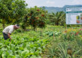 Khowai to See Expanded Horticulture Cultivation