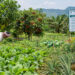 Khowai to See Expanded Horticulture Cultivation